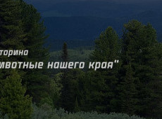 Викторина "Животные нашего края" на 20 декабря