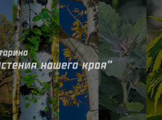 Викторина "Растения нашего края" на 9 марта